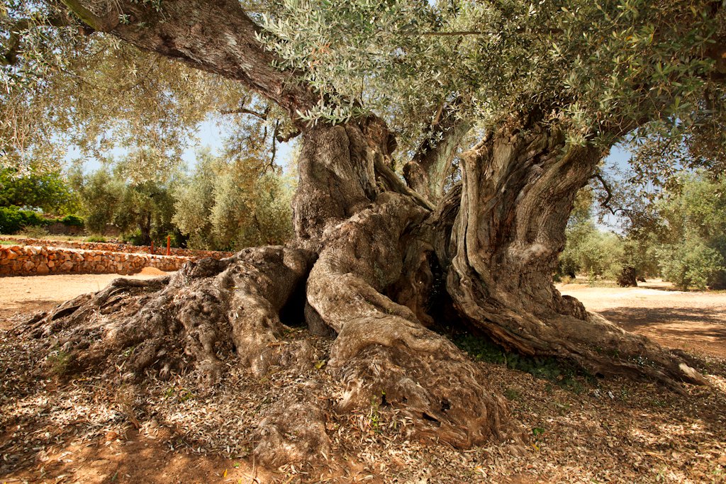 oliveres-arion-ulldecona-2.jpg