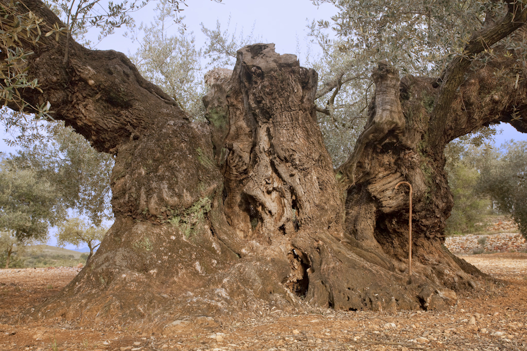 oliveres-milenaries-traiguera-2.jpg